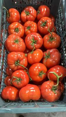 Notto agro-fournisseur image 7