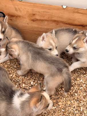 Husky de Siberie image 6
