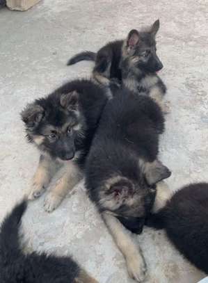 Berger Allemand chiot noir et feu image 6