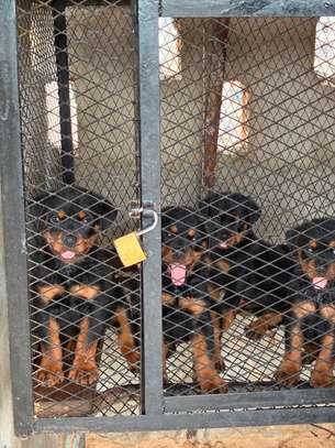 Chiot Rotweiller mâle et femelle image 2