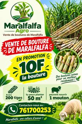 Bouture de maralfalfa image 2