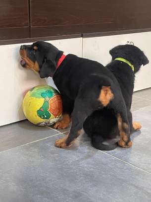 VENTE DE COUPLE CHIOTS ROTTWEILER image 2