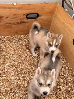 Husky de Siberie image 7