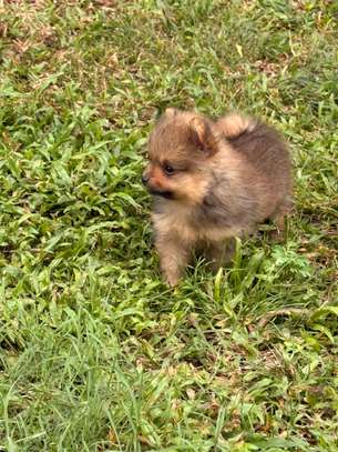 Pomeranien image 6