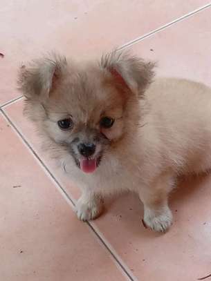 Chiots Chihuahua jeunes variés affectueux loyaux image 13