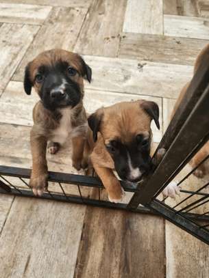Croisés bergers belges malinois image 4