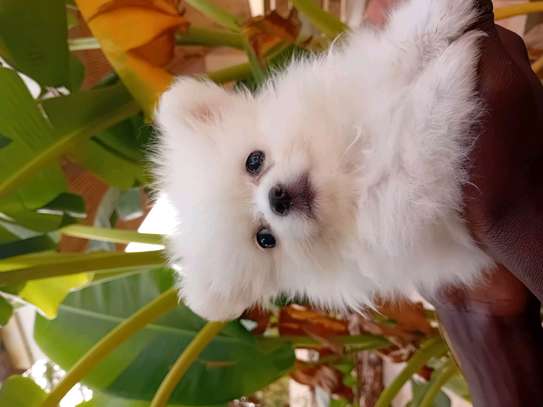 Pomeranien image 7