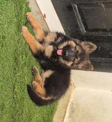 Berger Allemand poil long image 4