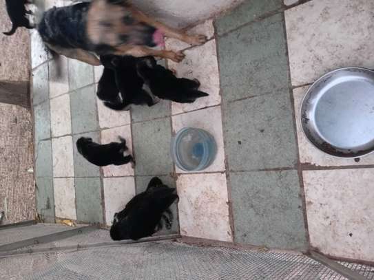 Chiots a vendre image 13