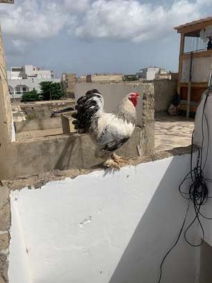 COQS ET POULES DE RACE (Bramane, Hermine) image 7