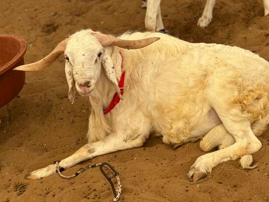 Mouton de tabaski de qualite image 8