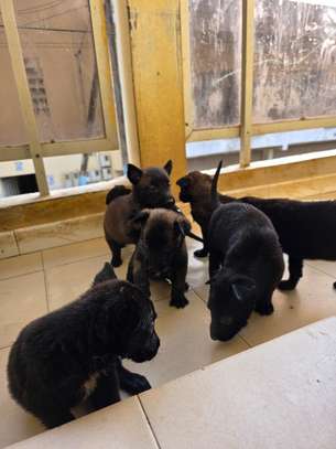 Chiots malinois purs sang image 2