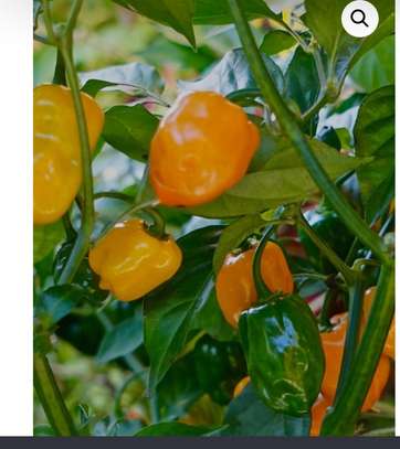 Piment Big Sun plante saine productive image 3