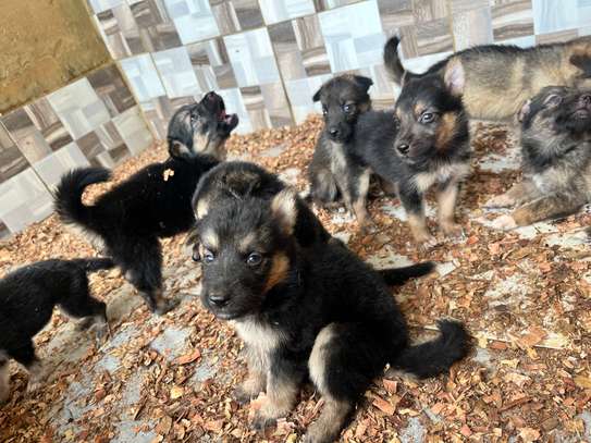 Berger Allemand chiot marron noir image 3