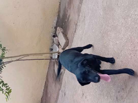 Labrador noir jeune affectueux et joueur image 4