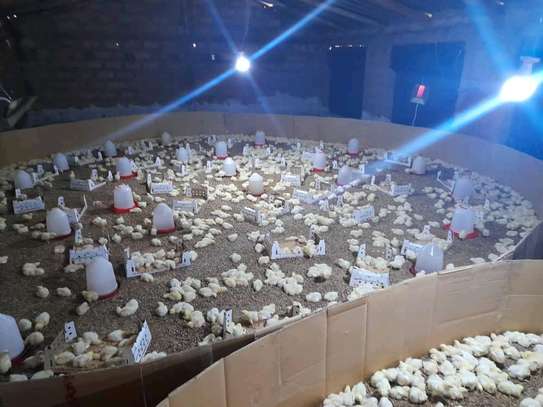 Poussins vigoureux vaccinés lot élevé croissance rapide image 4
