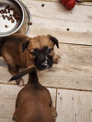 Croisés bergers belges malinois image 2