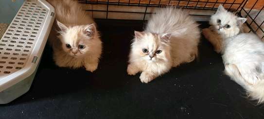 CHATONS PERSANS CHINCHILLAS PURS image 5