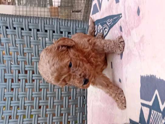 Caniche image 3