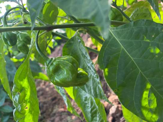 Légumes 🍆 🫑 image 4