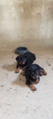 Vente chiot Rottweiler lignée Timi image 2