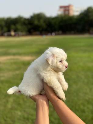 Bichon maltais image 11