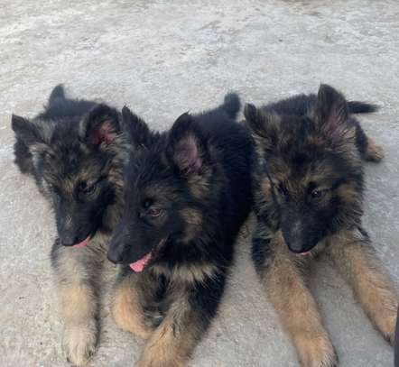 Berger Allemand chiot noir et feu image 8