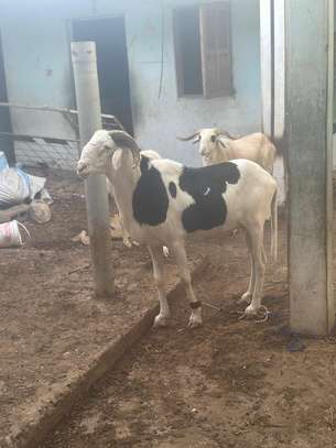 Mouton tabaski image 2