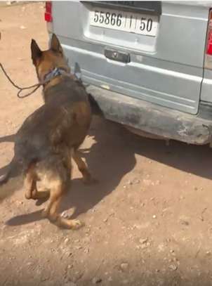 CHIENS DE TRAVAIL – MALINOIS & BERGER ALLEMAND image 3