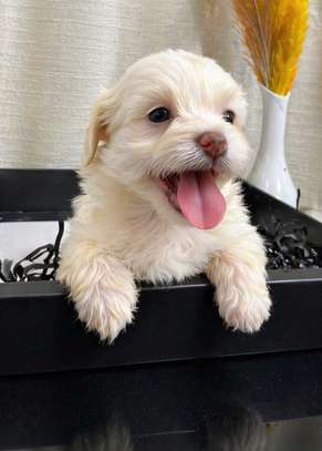 Bichon maltais image 2