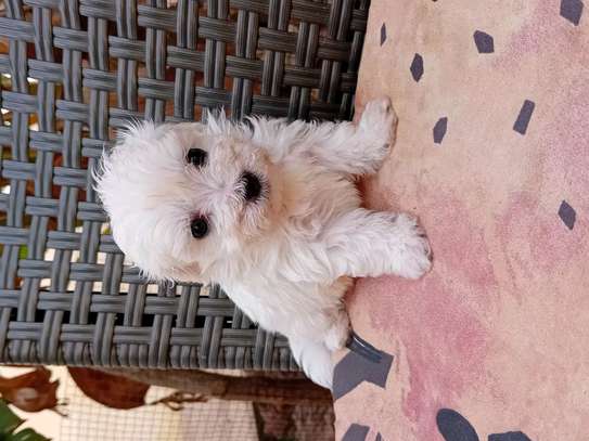 Bichon maltes image 3