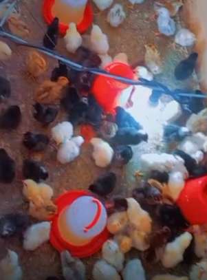 Vente poussins goliath et œufs féconds image 2