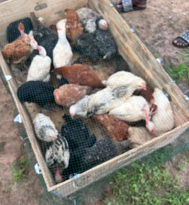 Vente poussins goliath et œufs féconds image 3