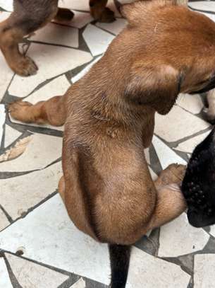 Chiot Rhodesian Ridgeback X malinois image 8