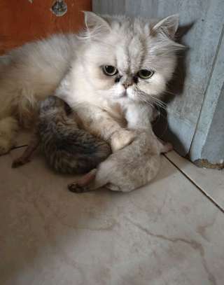 CHATONS PERSANS CHINCHILLAS PURS image 9