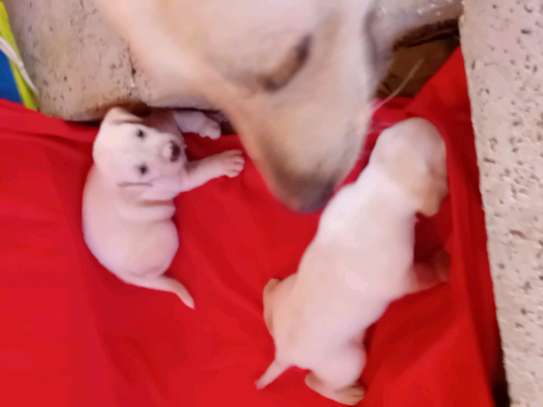 Labrador noir jeune affectueux et joueur image 13
