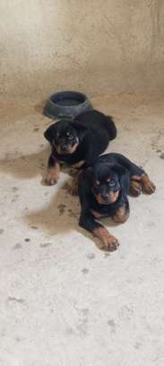 Vente chiot Rottweiler lignée Timi image 4