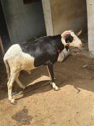 Mouton tabaski image 2