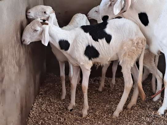 Mouton Ladoum lignée Atomic à vendre image 6