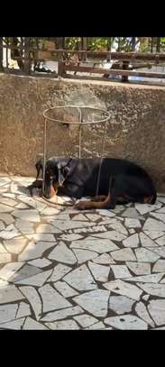 Chiot femelle Doberman noir et feu image 7
