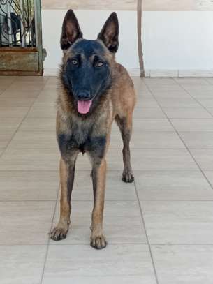 Mâle Berger Malinois image 2