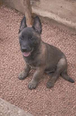 Berger malinois image 2