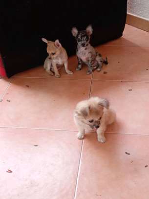 Chiots Chihuahua jeunes variés affectueux loyaux image 15