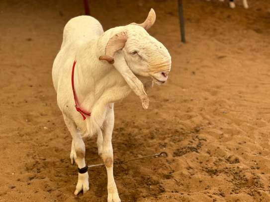 Mouton de tabaski de qualite image 12
