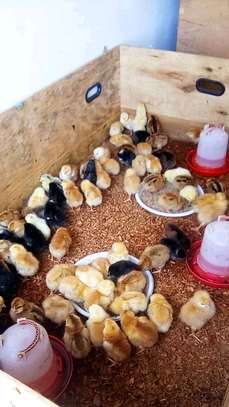 Poussins et œufs fertiles poulet goliath image 2