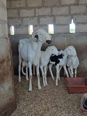 Mouton Ladoum lignée Atomic à vendre image 7