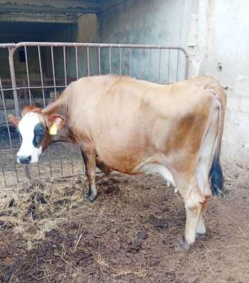 Femelle jersey gestente de 7mois image 3