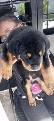 Vente chiot Rottweiler lignée Timi image 3