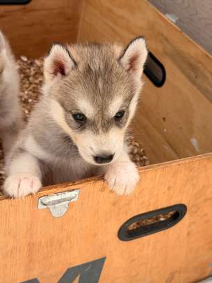 Husky de Siberie image 8