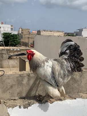COQS ET POULES DE RACE (Bramane, Hermine) image 6